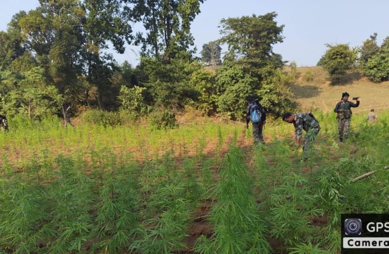 बारियातू पुलिस ने बाराखाड़ में 7 एकड़ भूमि में फैली अवैध पोस्ता व गांजा की फसल नष्ट किया