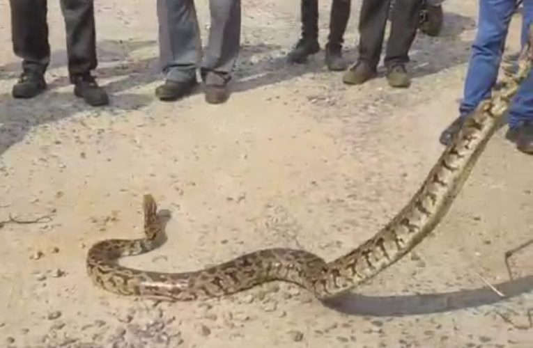 चित्तरंजन में फिर दिखा विशाल अजगर: आर.के. गेट के पास पेड़ पर लिपटा मिला, रेस्क्यू टीम ने चलाया सफल अभियान