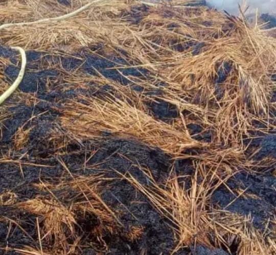 खलिहान में लगी आग से 63 क्विंटल धान जलकर खाक, किसानों को लाखों का नुकसान