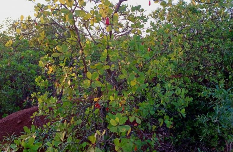 राष्ट्रीय काजू दिवस ( 23 नवंबर ) पर SCCN NEWS की विशेष स्टोरी