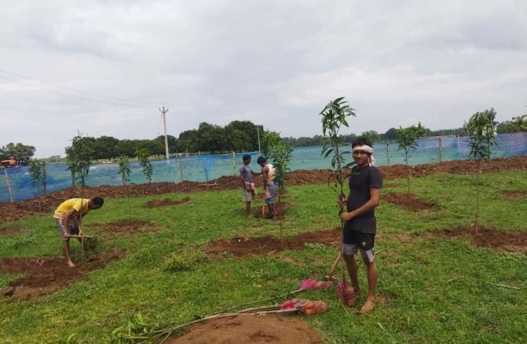 मनरेगा से हरियाली और आजीविका को मिली नई गति —-नुराई गांव में बिरसा हरित ग्राम योजना बनी