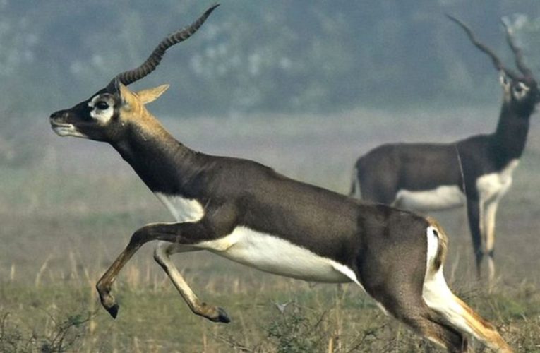 टाटा जू में संक्रमण का कहर: 10  हिरणों की मौत, परिसर हाई अलर्ट पर