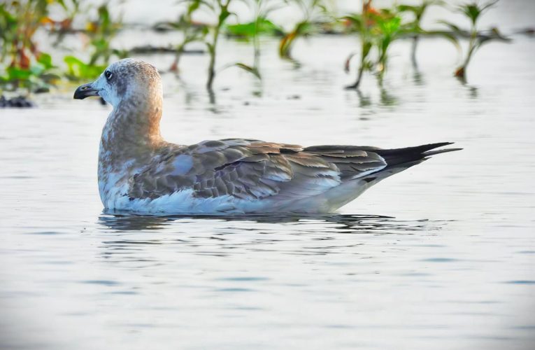पक्षी आश्रयणी में 10 साल बाद लौट आया दुर्लभ पक्षी, 2015 के बाद पहली बार दिखी पलास गल की उपस्थिति