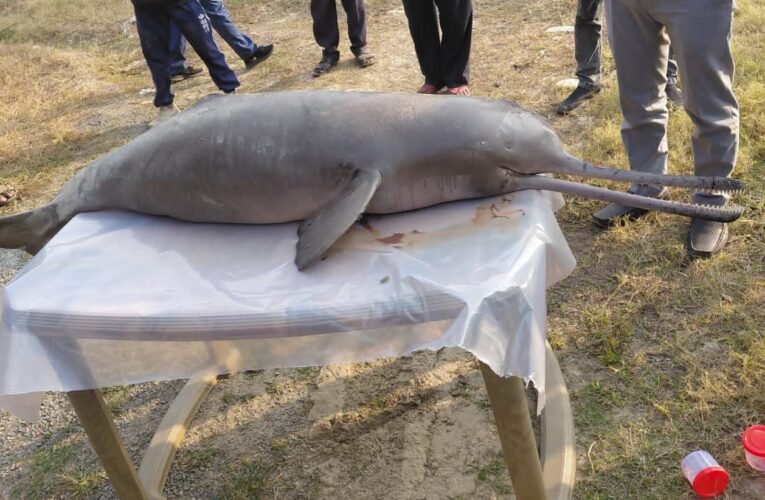 गंगा घाट के पास मृत डॉल्फिन बरामद, क्षेत्र में चिंता का माहौल।