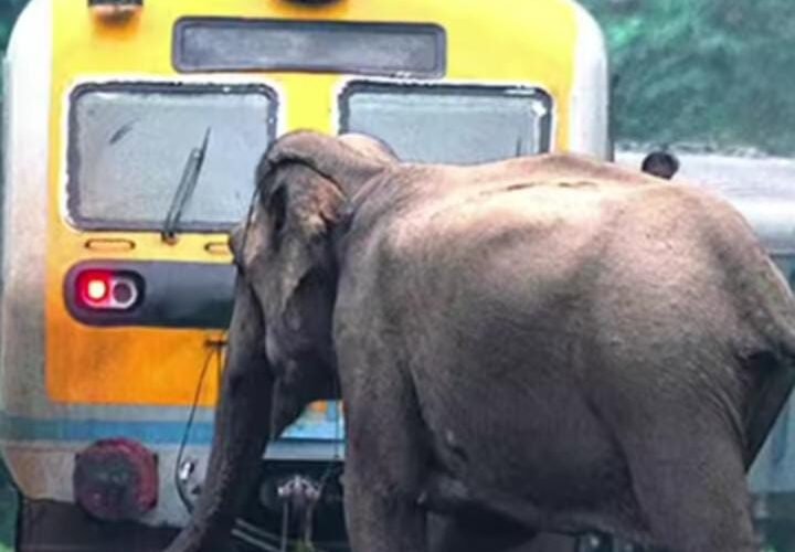 हाथियों के कारण रेल सेवा पर लगा ब्रेक, कल तक कई ट्रेन कैंसिल