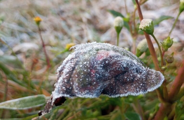 मैकलुस्कीगंज का तापमान माइनस 2 डिग्री पहुचा,