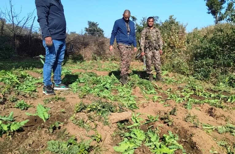 मनिका: पुलिस ने 2 एकड़ में लगी अफीम की खेती नष्ट की, नशे के खिलाफ सख्त कार्रवाई जारी