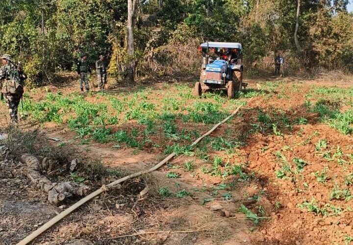 नौडीहा बाजार थाना क्षेत्र में अवैध अफीम पोस्ता की खेती का विनष्टीकरण