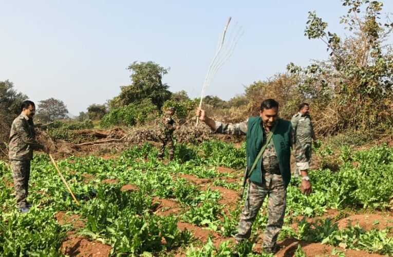 10 एकड़ अवैध अफीम पोस्ता की खेती नष्ट, प्रशासन का सख्त अभियान