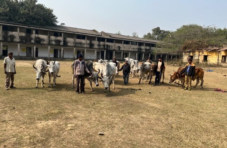 पशु तस्करों पर पुलिस का शिकंजा, 14 गाय- बैल जब्त