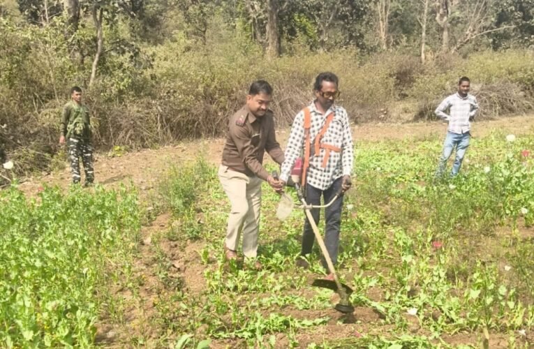 नशे के खिलाफ सिल्ली थाना की बड़ी कार्रवाई, अफीम की फसलें नष्ट